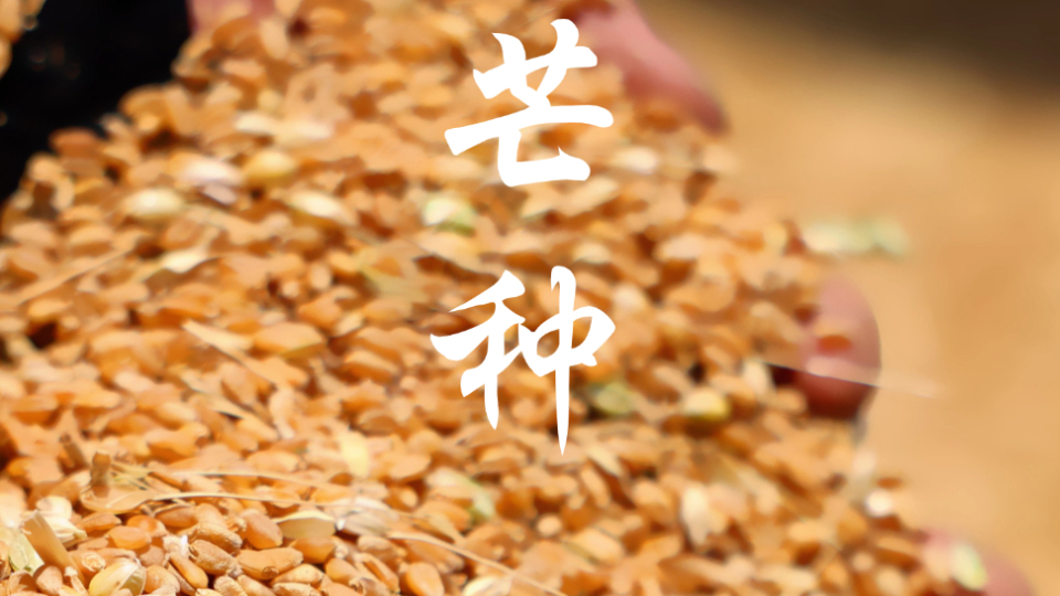 芒種,！祝你收獲滿滿