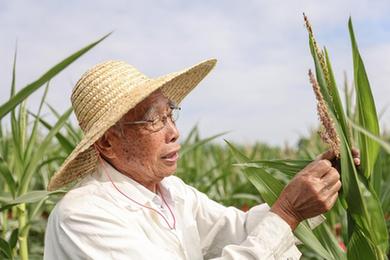 新華全媒+丨87歲,，他在三亞南繁又一年