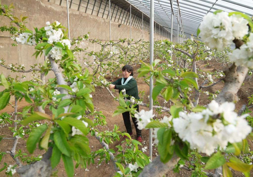 河北秦皇島：櫻桃樹花芬芳 農民管護忙