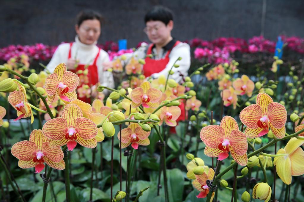 年宵花俏銷節(jié)慶市場