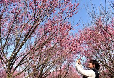 安徽巢湖：梅花盛開春意濃