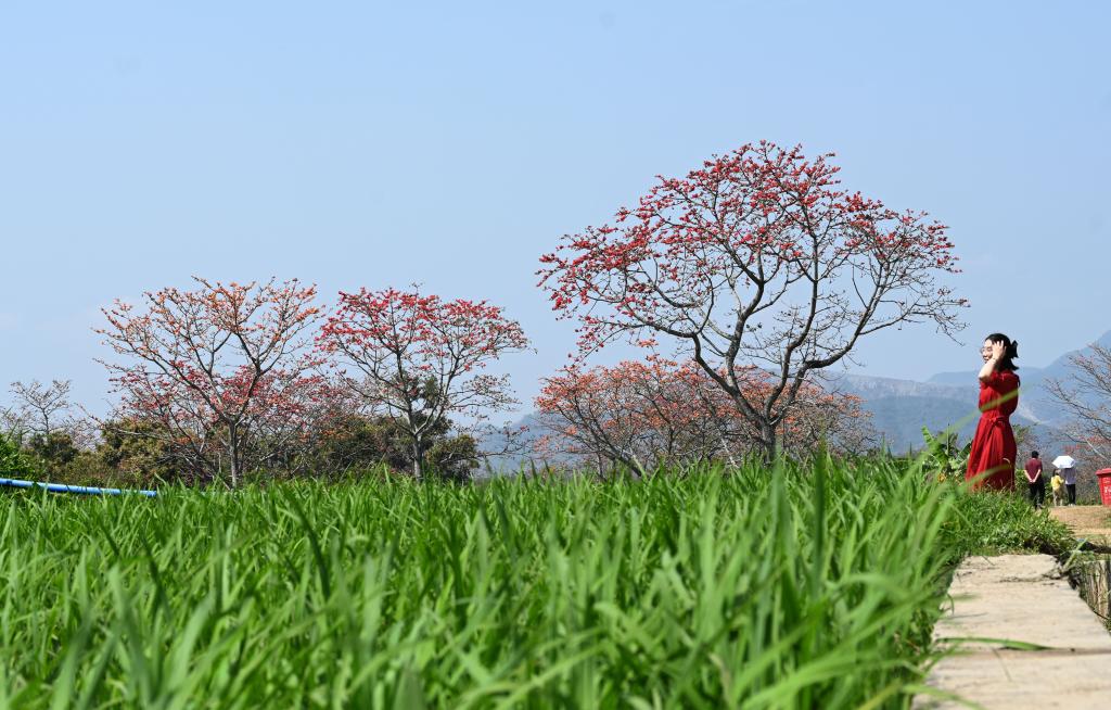 海南昌江：木棉花開引客來