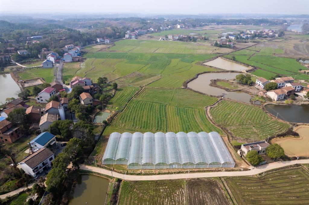 新華全媒+丨湖南醴陵：搶建育秧大棚備春耕