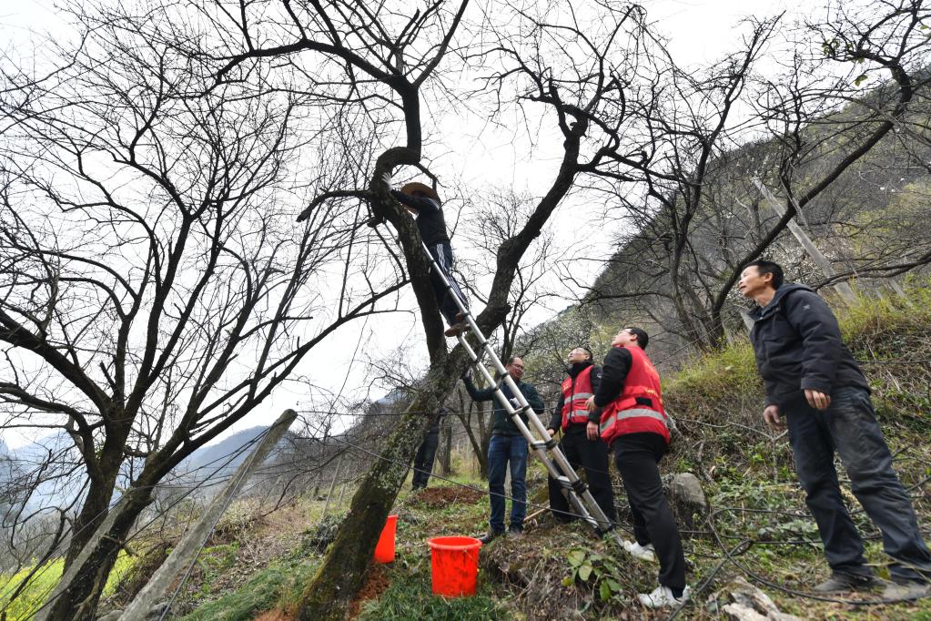 古寨老樹(shù)“治病”忙