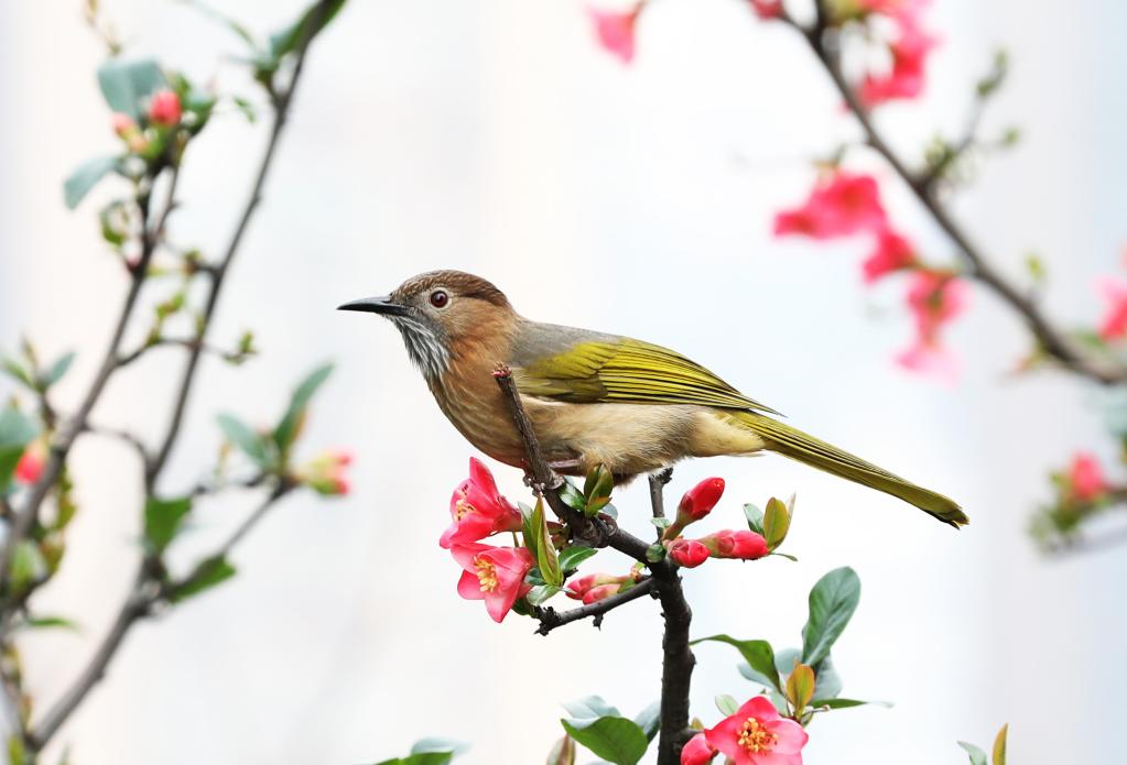 鳥語花香春光好