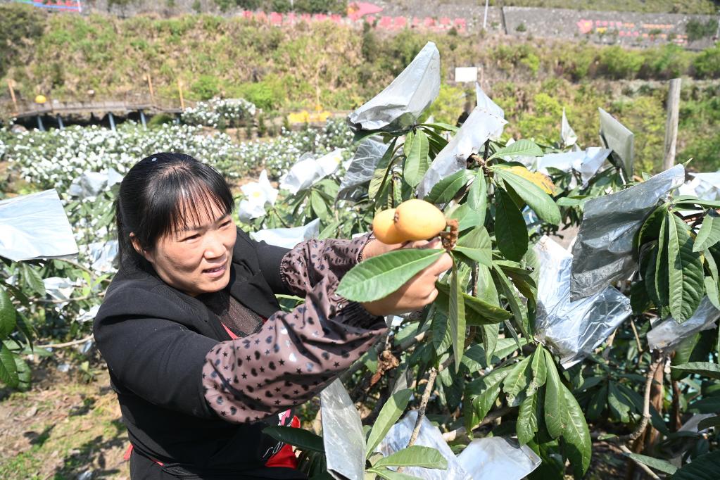 “枇杷姐姐”吳素華：把家鄉(xiāng)枇杷產(chǎn)業(yè)做大做強(qiáng)