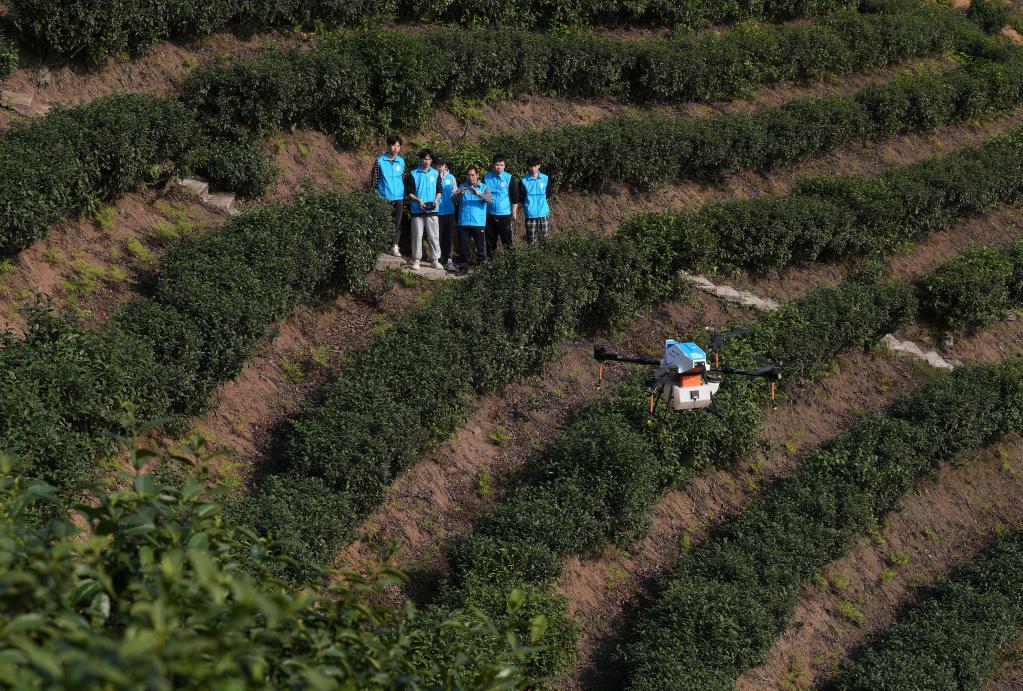 實(shí)操教學(xué)進(jìn)茶山 提升飛防新技能