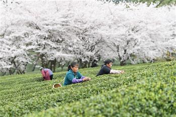 貴州余慶：采摘“明前茶”