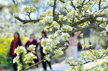 黃金梨花引游人 農(nóng)旅融合促振興