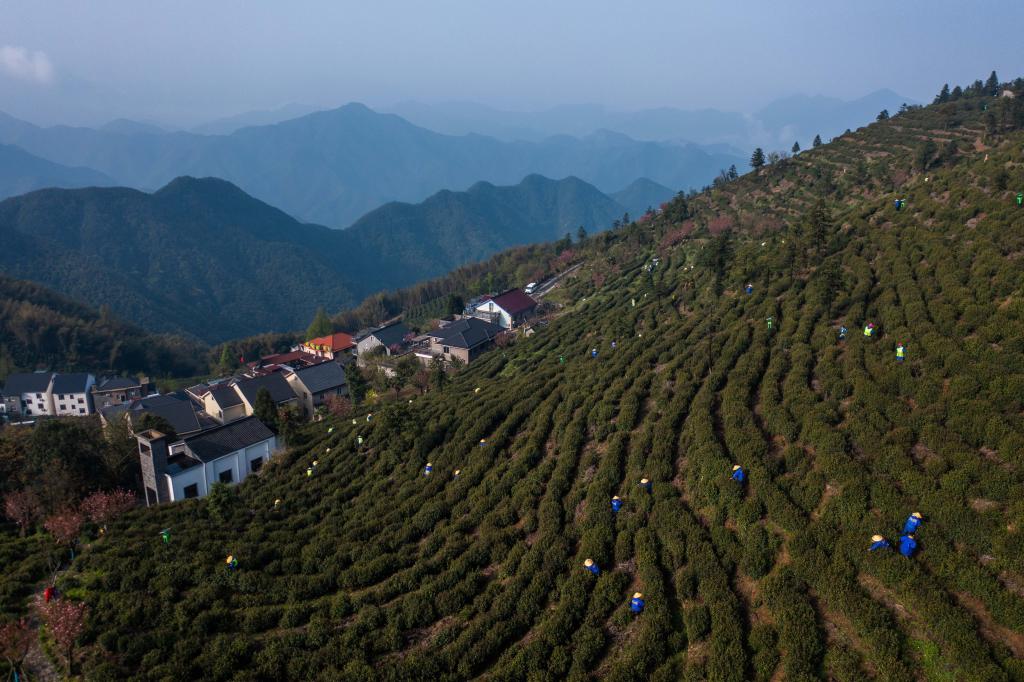 杭州富陽(yáng)：高山茶村開(kāi)啟共富工坊 促進(jìn)村集體和村民增收