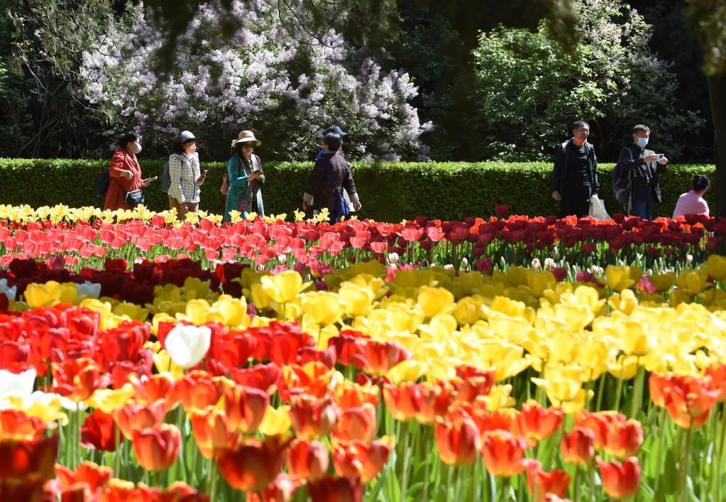 北京：中山公園郁金香花開正艷