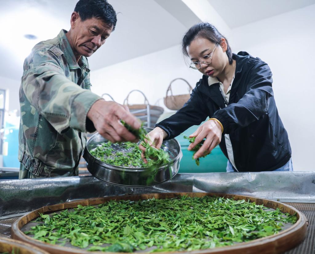 浙江長(zhǎng)興：立夏至 高山茶采摘忙