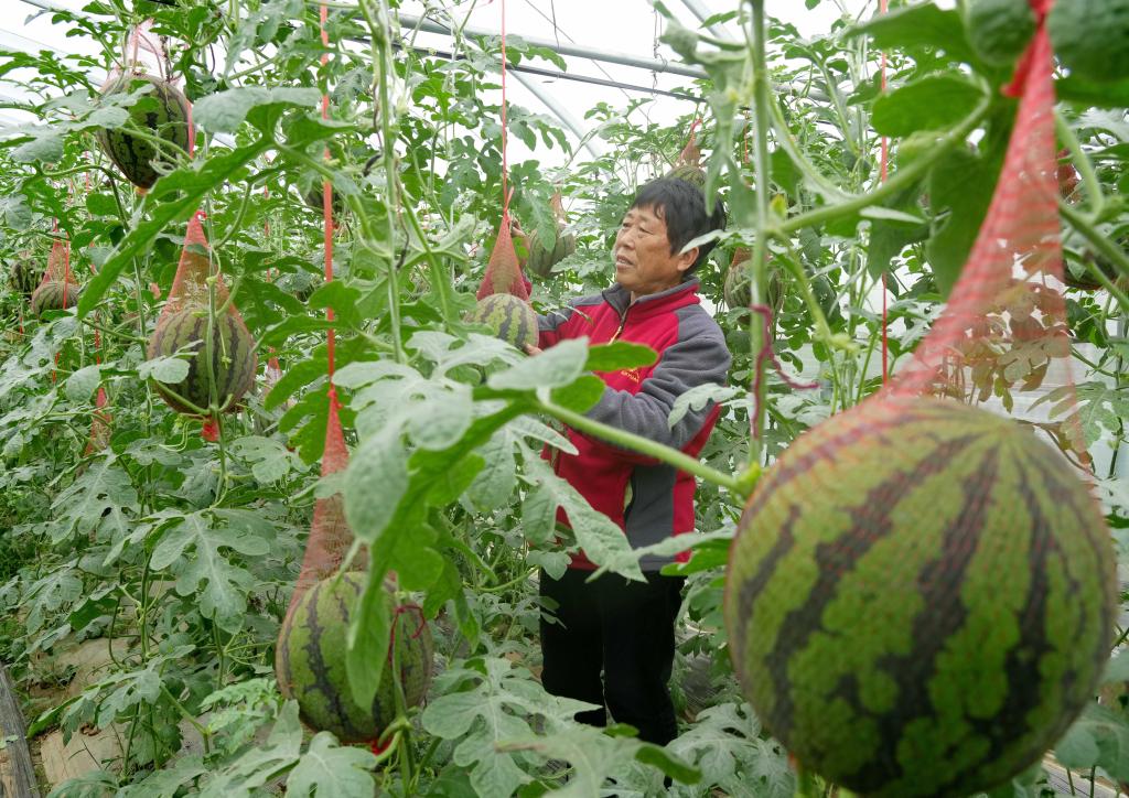 河北新樂：立夏時節(jié)瓜果飄香