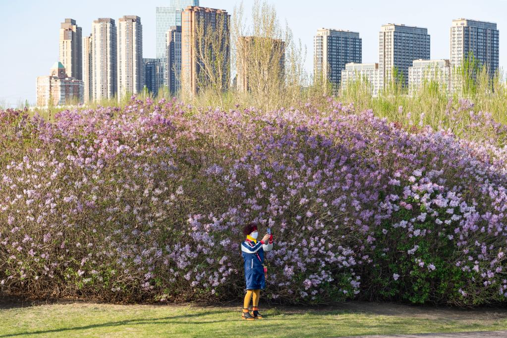 哈爾濱：丁香花開