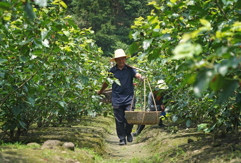 桑葚豐收富農(nóng)家