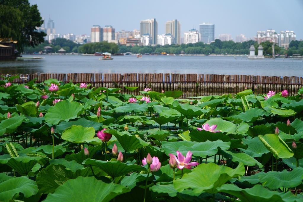 濟南大明湖：夏日荷花始盛開