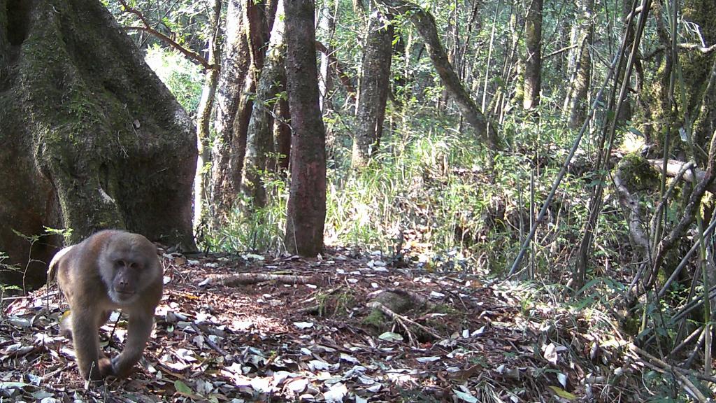 國(guó)道之行 從雪山奔向大海｜高黎貢山,，該讓這些寶貝“亮相”了