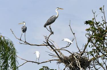 山東成武：城區(qū)濕地野生鳥類棲息