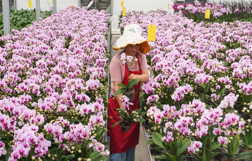 江蘇宿遷：蝴蝶蘭開(kāi)出“致富花”