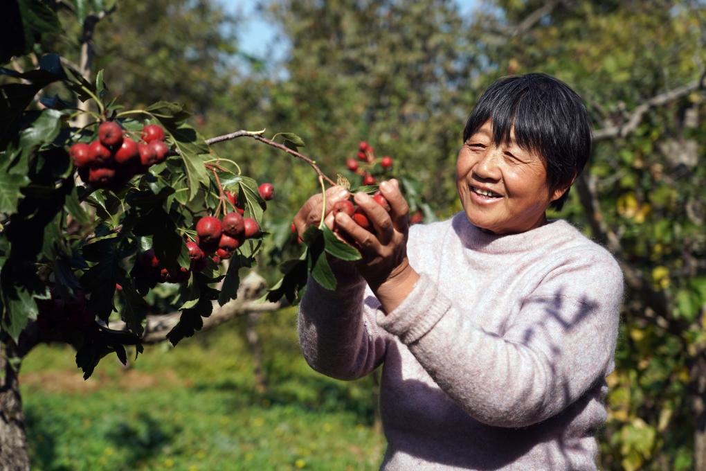 北京平谷：紅果豐收采摘忙