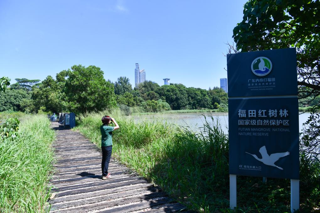 深圳迎來南遷候鳥