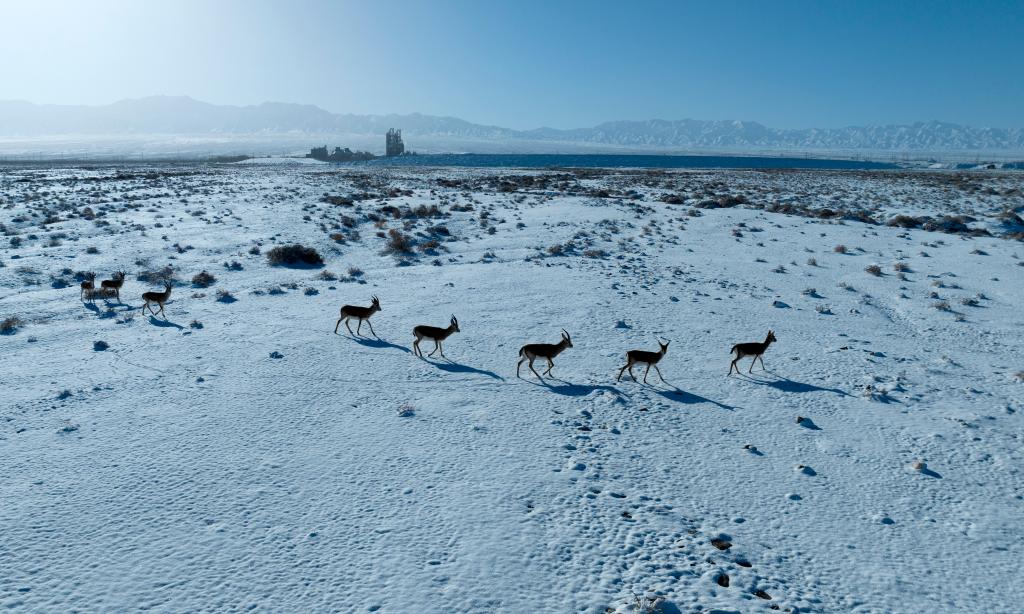 甘肅阿克塞：雪景美如畫