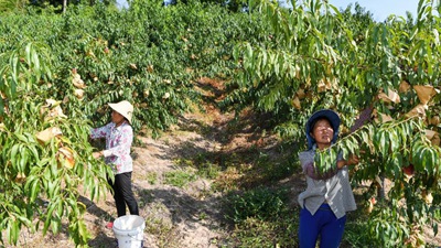 重慶萬州：桃,、李產業(yè)美了山鄉(xiāng)富了民