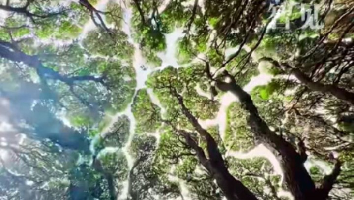 樹木為何會相互“禮讓”,？