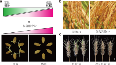 我國科學家找到調控水稻,、小麥穗發(fā)芽的“開關”