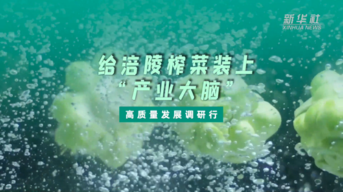 一顆青菜頭,，緣何長出百億產(chǎn)業(yè),？