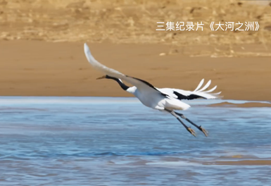 大河之洲