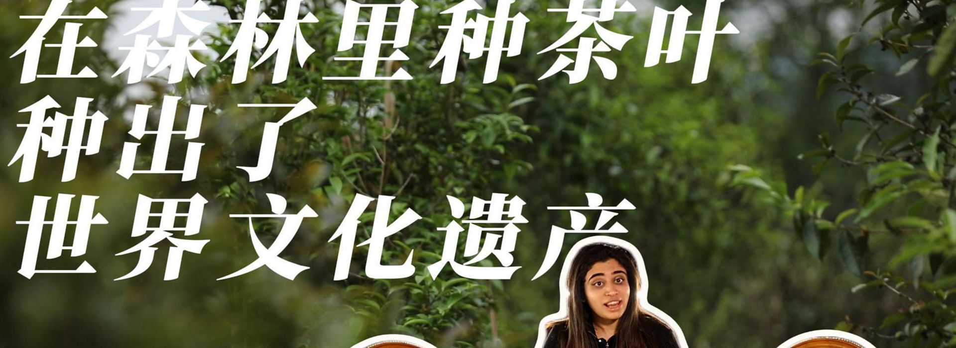 洋洋大觀｜在森林里種茶葉，種出了世界文化遺產(chǎn)