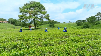 中國故事丨茉莉之鄉(xiāng)茉莉香