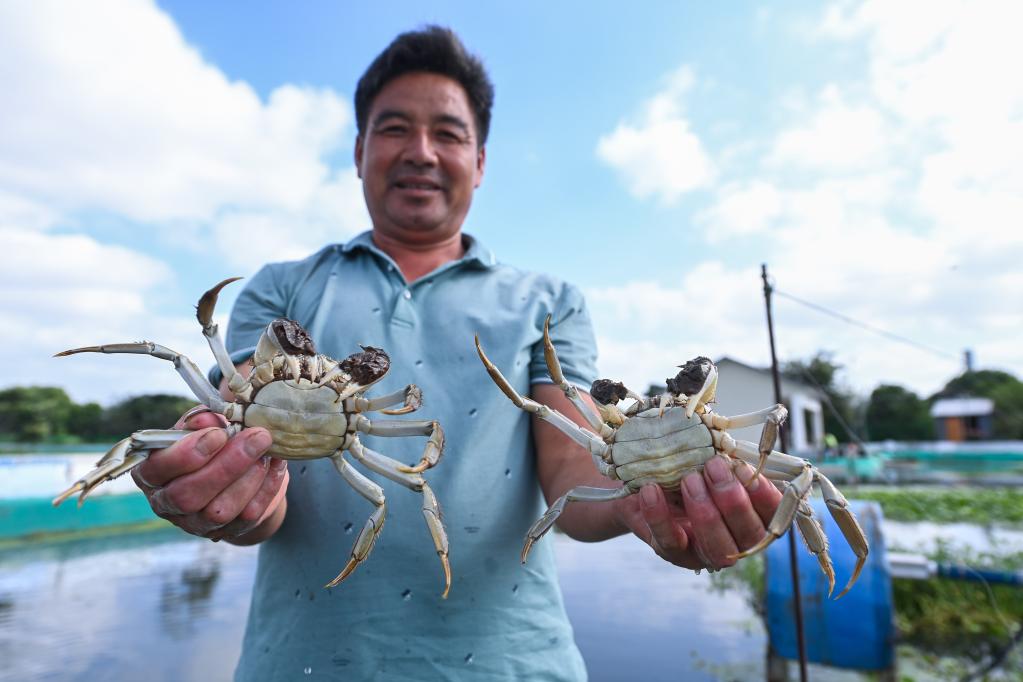 浙江湖州：水上牧場千畝蟹田迎豐收